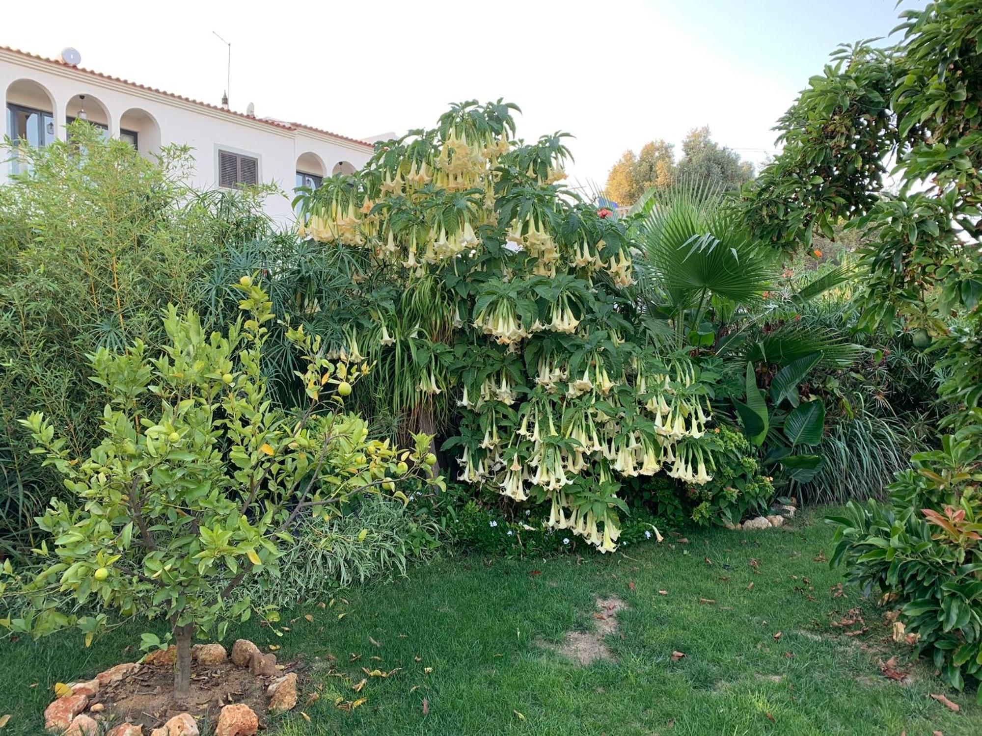 A Tranquil Garden Apartment, Carvoeiro - Benagil Eksteriør bilde