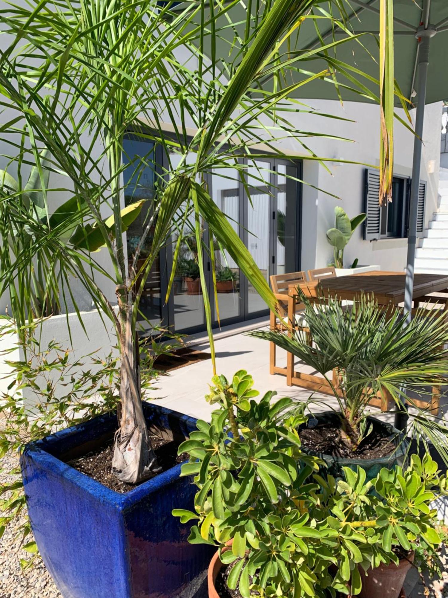 A Tranquil Garden Apartment, Carvoeiro - Benagil Eksteriør bilde